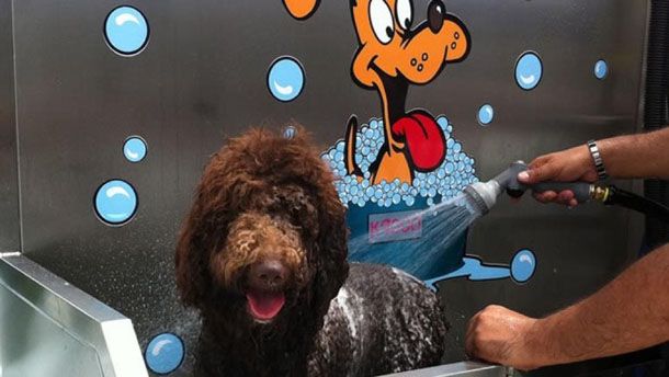 Lavar perro de agua con champú