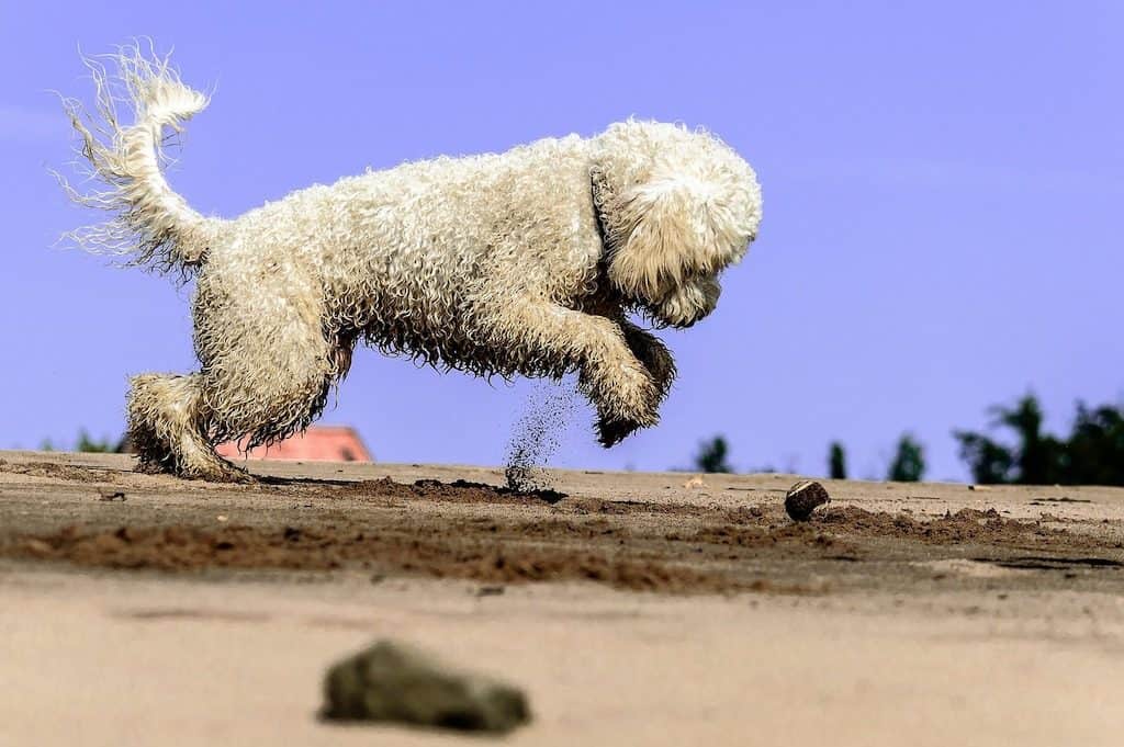Perro de agua español de color blanco