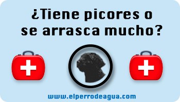 Perro se arrasca mucho
