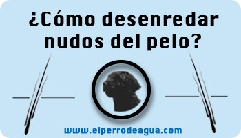 Desenredar nudos pelo perro