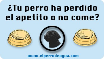 Perro no come sin apetito